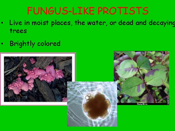 FUNGUS-LIKE PROTISTS • Live in moist places, the water, or dead and decaying trees