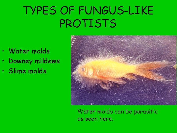 TYPES OF FUNGUS-LIKE PROTISTS • Water molds • Downey mildews • Slime molds Water