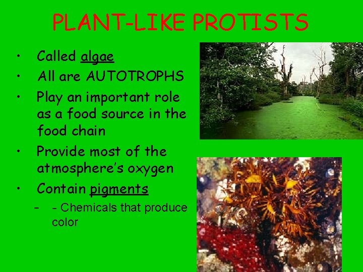 PLANT-LIKE PROTISTS • • • Called algae All are AUTOTROPHS Play an important role