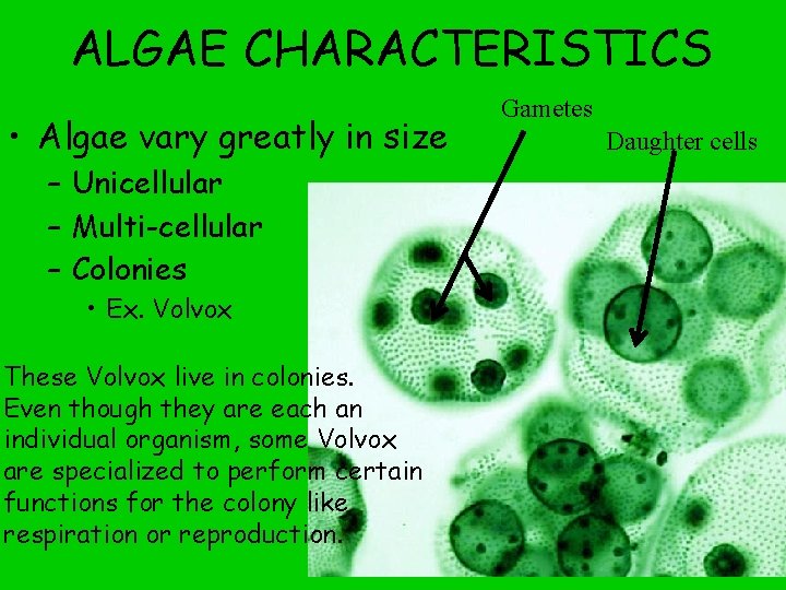 ALGAE CHARACTERISTICS • Algae vary greatly in size – Unicellular – Multi-cellular – Colonies