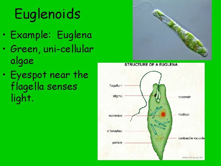 Euglenoids • Example: Euglena • Green, uni-cellular algae • Eyespot near the flagella senses
