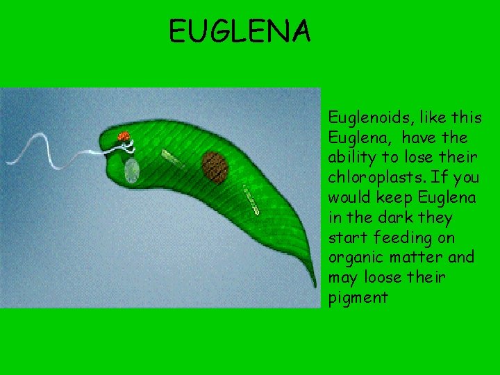 EUGLENA • Euglenoids, like this Euglena, have the ability to lose their chloroplasts. If
