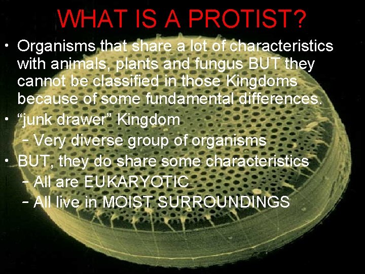 WHAT IS A PROTIST? • Organisms that share a lot of characteristics with animals,