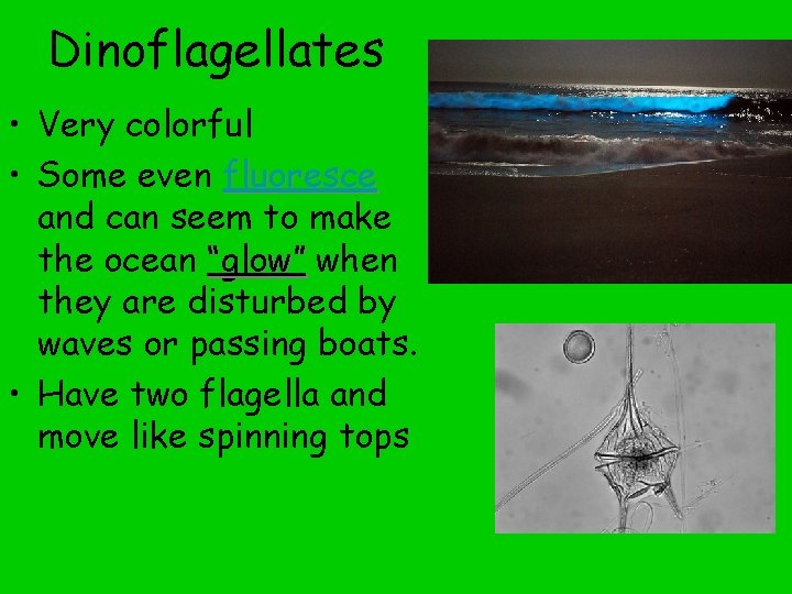 Dinoflagellates • Very colorful • Some even fluoresce and can seem to make the