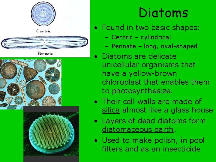 Diatoms • Found in two basic shapes: – Centric – cylindrical – Pennate –