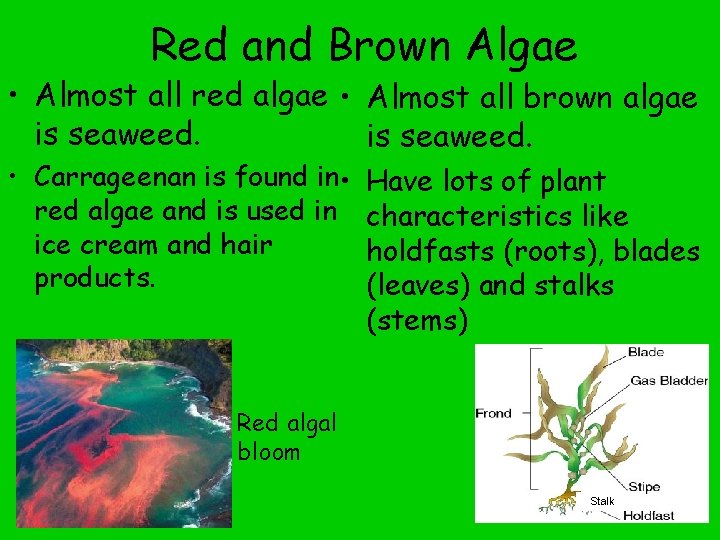 Red and Brown Algae • Almost all red algae • Almost all brown algae