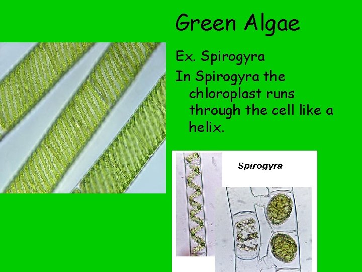 Green Algae Ex. Spirogyra In Spirogyra the chloroplast runs through the cell like a