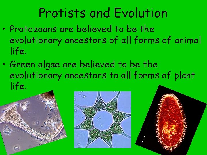 Protists and Evolution • Protozoans are believed to be the evolutionary ancestors of all