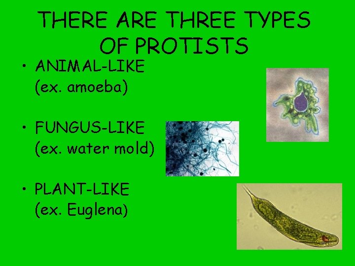 THERE ARE THREE TYPES OF PROTISTS • ANIMAL-LIKE (ex. amoeba) • FUNGUS-LIKE (ex. water