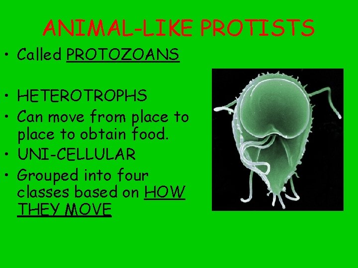 ANIMAL-LIKE PROTISTS • Called PROTOZOANS • HETEROTROPHS • Can move from place to obtain
