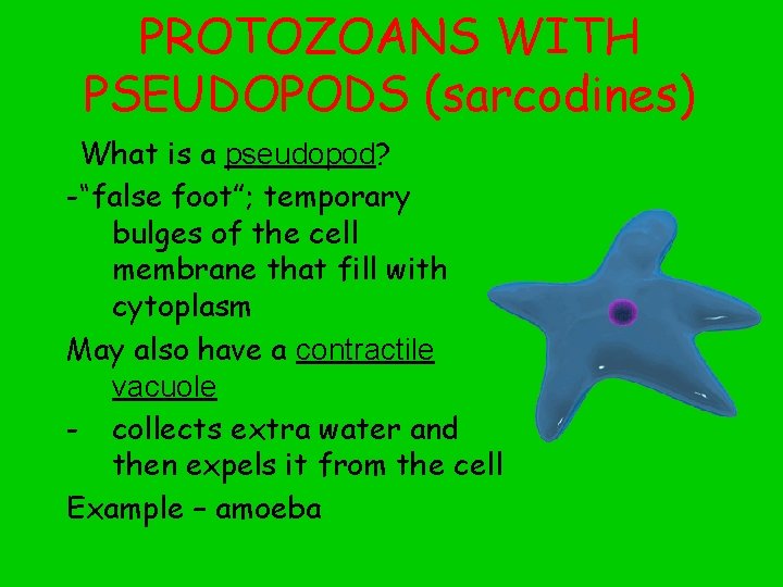 PROTOZOANS WITH PSEUDOPODS (sarcodines) What is a pseudopod? -“false foot”; temporary bulges of the