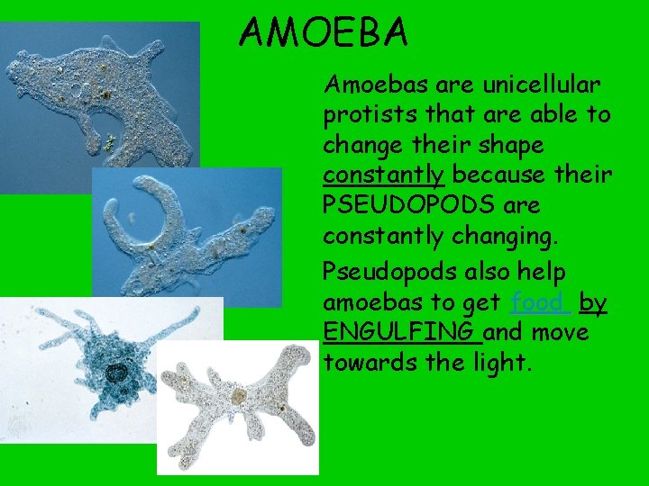 AMOEBA Amoebas are unicellular protists that are able to change their shape constantly because