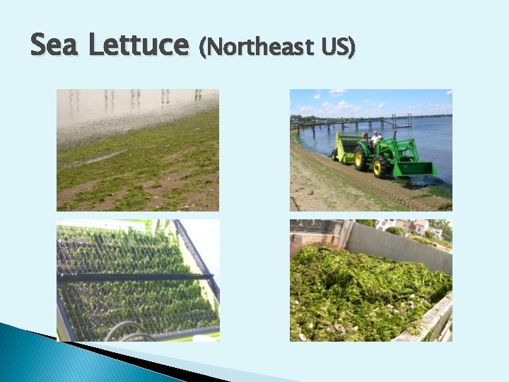 Sea Lettuce (Northeast US) 