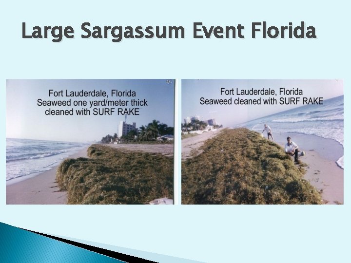 Large Sargassum Event Florida 
