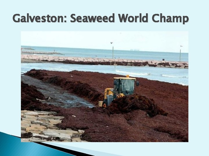 Galveston: Seaweed World Champ 