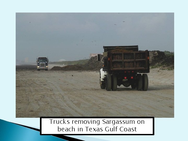 Trucks removing Sargassum on beach in Texas Gulf Coast 