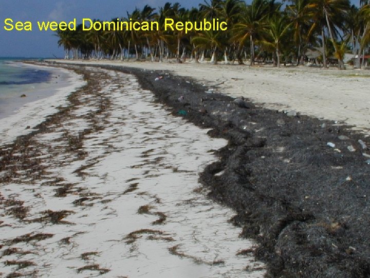 Sea weed Dominican Republic 