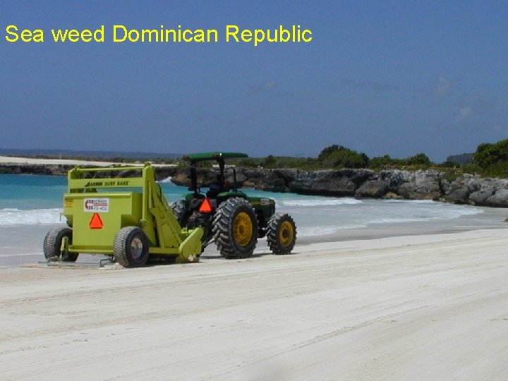 Sea weed Dominican Republic 