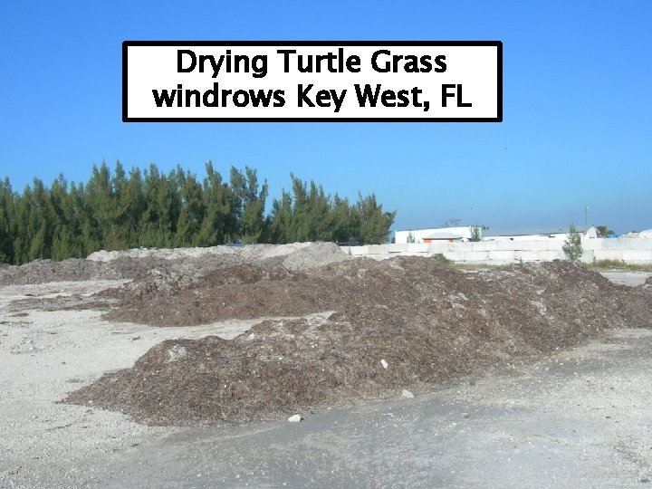 Drying Turtle Grass windrows Key West, FL 