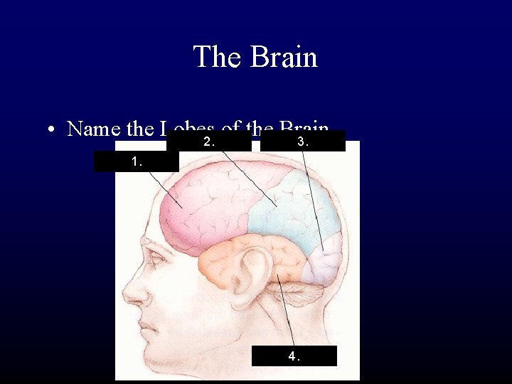 The Brain • Name the Lobes of the Brain 2. 3. 1. 4. 