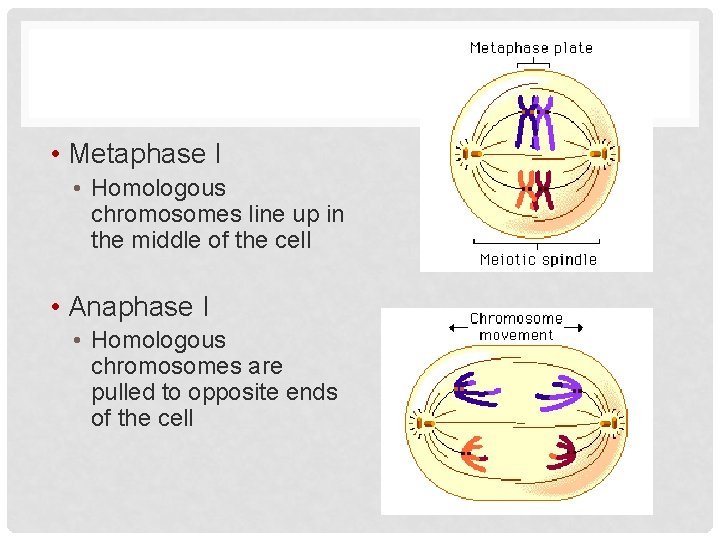  • Metaphase I • Homologous chromosomes line up in the middle of the