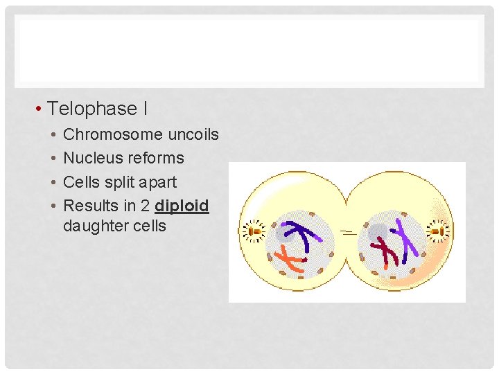  • Telophase I • • Chromosome uncoils Nucleus reforms Cells split apart Results