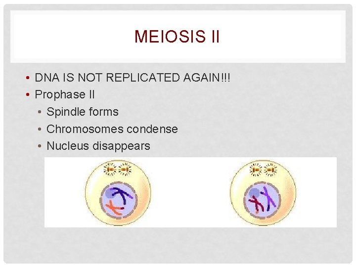 MEIOSIS II • DNA IS NOT REPLICATED AGAIN!!! • Prophase II • Spindle forms