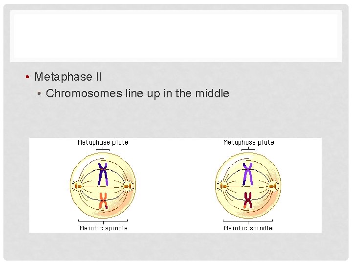  • Metaphase II • Chromosomes line up in the middle 