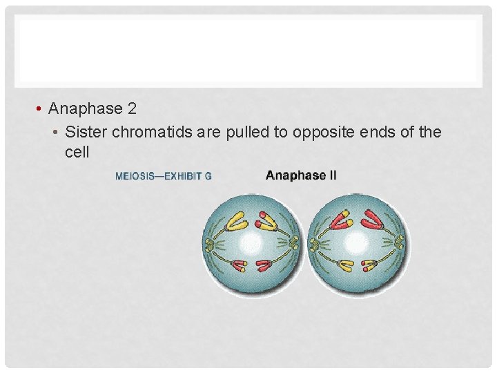  • Anaphase 2 • Sister chromatids are pulled to opposite ends of the