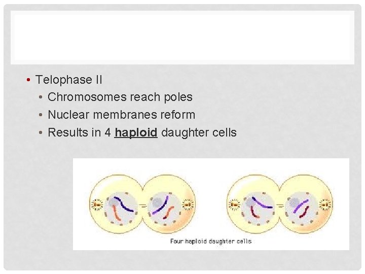  • Telophase II • Chromosomes reach poles • Nuclear membranes reform • Results