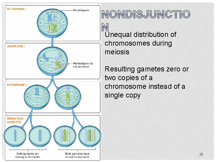 Unequal distribution of chromosomes during meiosis Resulting gametes zero or two copies of a
