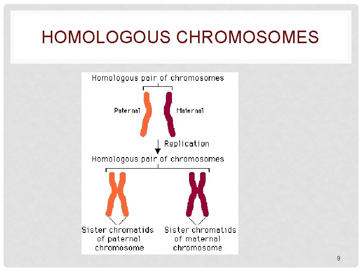 HOMOLOGOUS CHROMOSOMES 9 