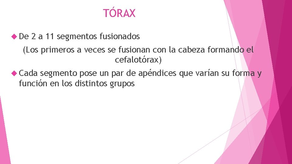 TÓRAX De 2 a 11 segmentos fusionados (Los primeros a veces se fusionan con