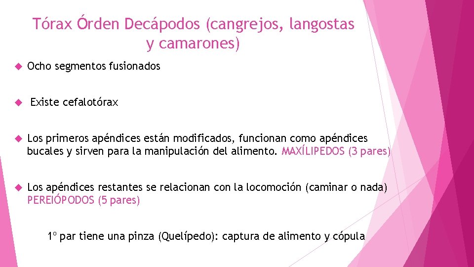 Tórax Órden Decápodos (cangrejos, langostas y camarones) Ocho segmentos fusionados Existe cefalotórax Los primeros