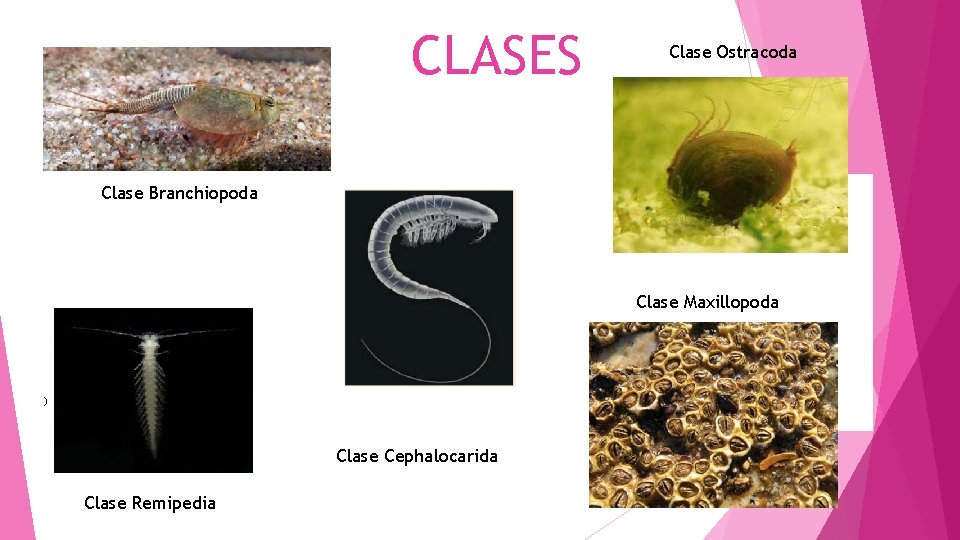 CLASES Clase Ostracoda Clase Branchiopoda Clase Maxillopoda ) Clase Cephalocarida Clase Remipedia 