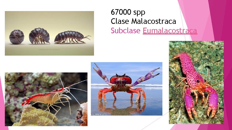 67000 spp Clase Malacostraca Subclase Eumalacostraca 