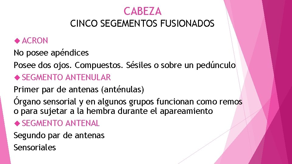 CABEZA CINCO SEGEMENTOS FUSIONADOS ACRON No posee apéndices Posee dos ojos. Compuestos. Sésiles o