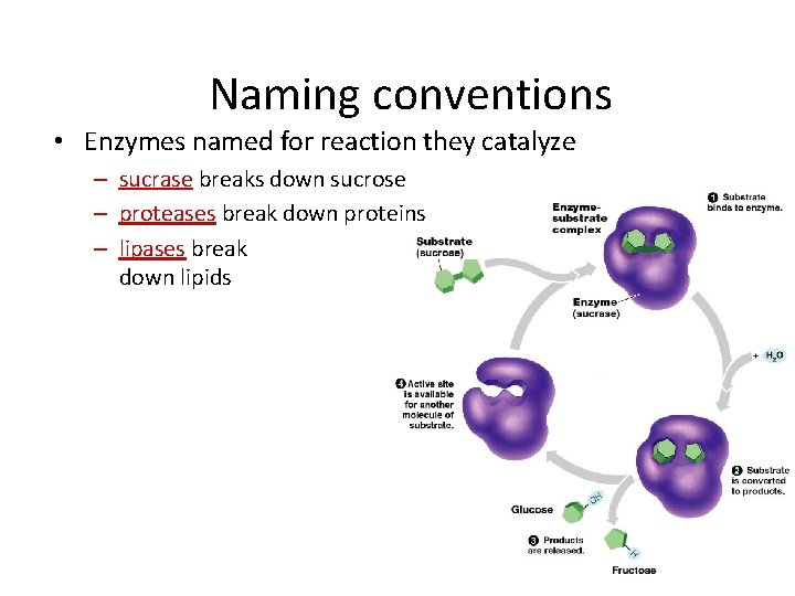 Naming conventions • Enzymes named for reaction they catalyze – sucrase breaks down sucrose