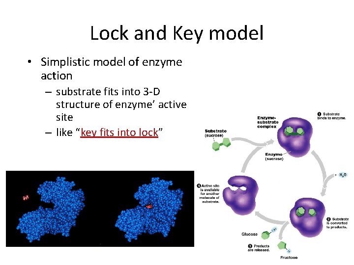 Lock and Key model • Simplistic model of enzyme action – substrate fits into