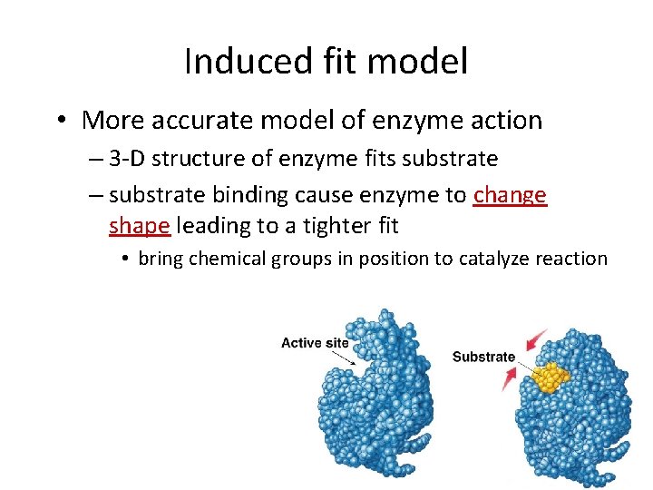 Induced fit model • More accurate model of enzyme action – 3 -D structure