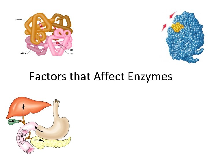 Factors that Affect Enzymes 2007 -2008 