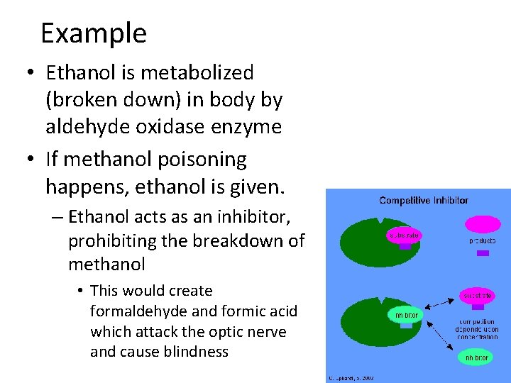 Example • Ethanol is metabolized (broken down) in body by aldehyde oxidase enzyme •