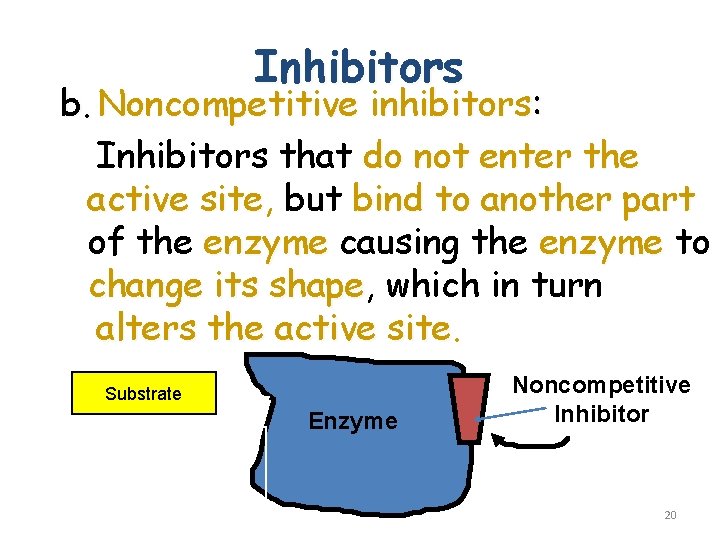 Inhibitors b. Noncompetitive inhibitors: Inhibitors that do not enter the active site, site but