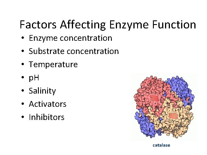 Factors Affecting Enzyme Function • • Enzyme concentration Substrate concentration Temperature p. H Salinity