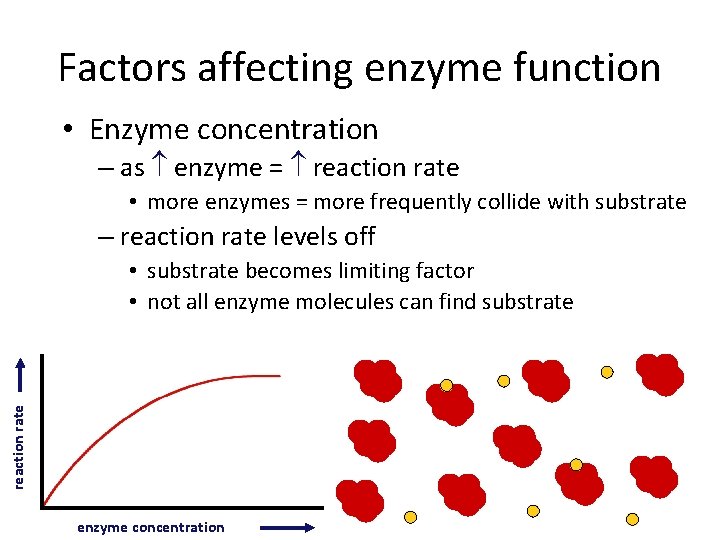 Factors affecting enzyme function • Enzyme concentration – as enzyme = reaction rate •