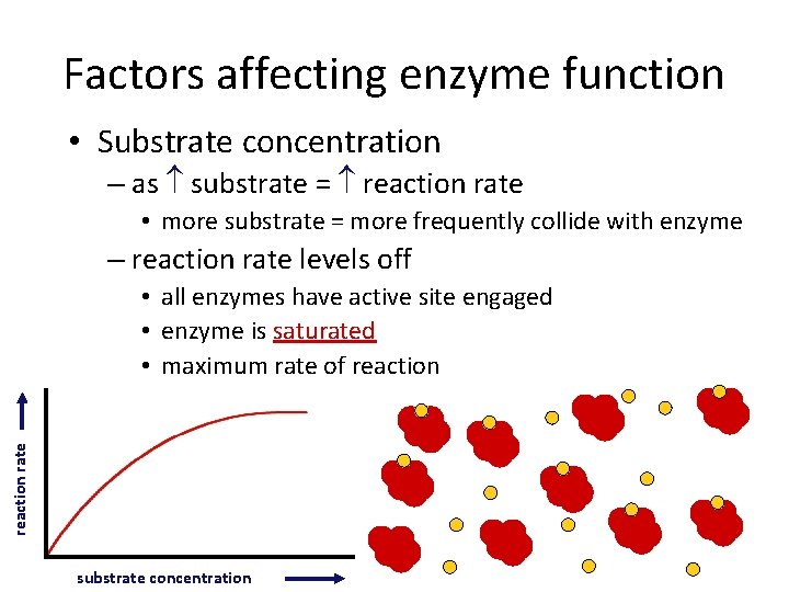 Factors affecting enzyme function • Substrate concentration – as substrate = reaction rate •