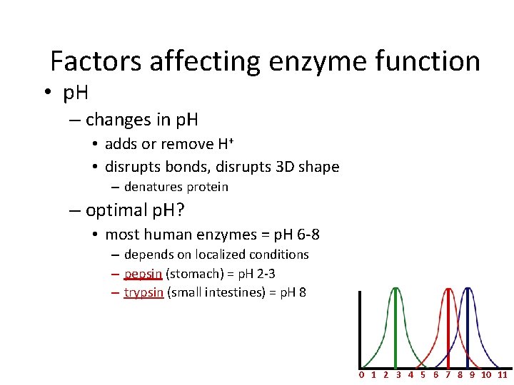 Factors affecting enzyme function • p. H – changes in p. H • adds