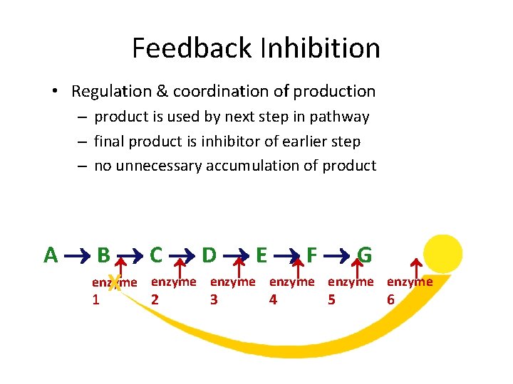Feedback Inhibition • Regulation & coordination of production – product is used by next