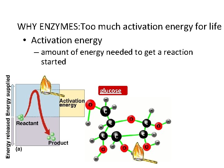 WHY ENZYMES: Too much activation energy for life • Activation energy – amount of