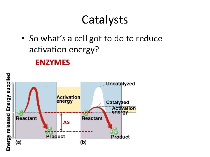 Catalysts • So what’s a cell got to do to reduce activation energy? ENZYMES